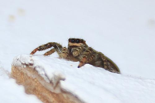 Marpissa muscosa